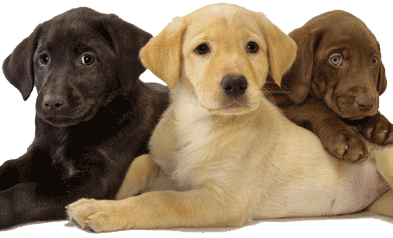 Newbornpuppies Care on Lab Puppies  Lab Puppy  Labrador Puppy  Labrador Puppies  Lab Puppies