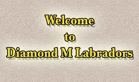 Diamond M Labradors Welcome