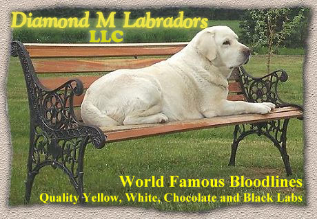 Diamond L Labradors Logo