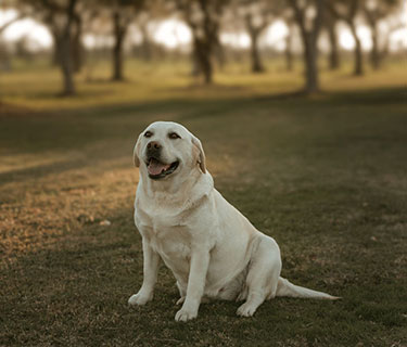 Sadie