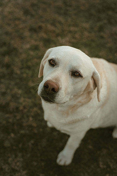 Sadie