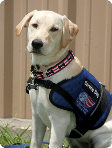 Patriot Paws Image 5